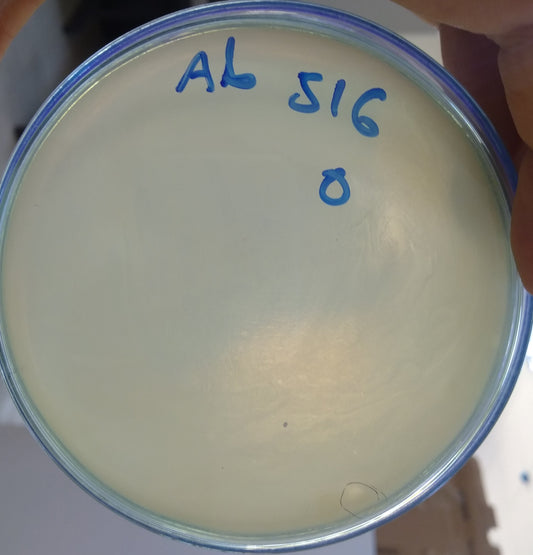 Acinetobacter baumannii bacteriophage 120516A