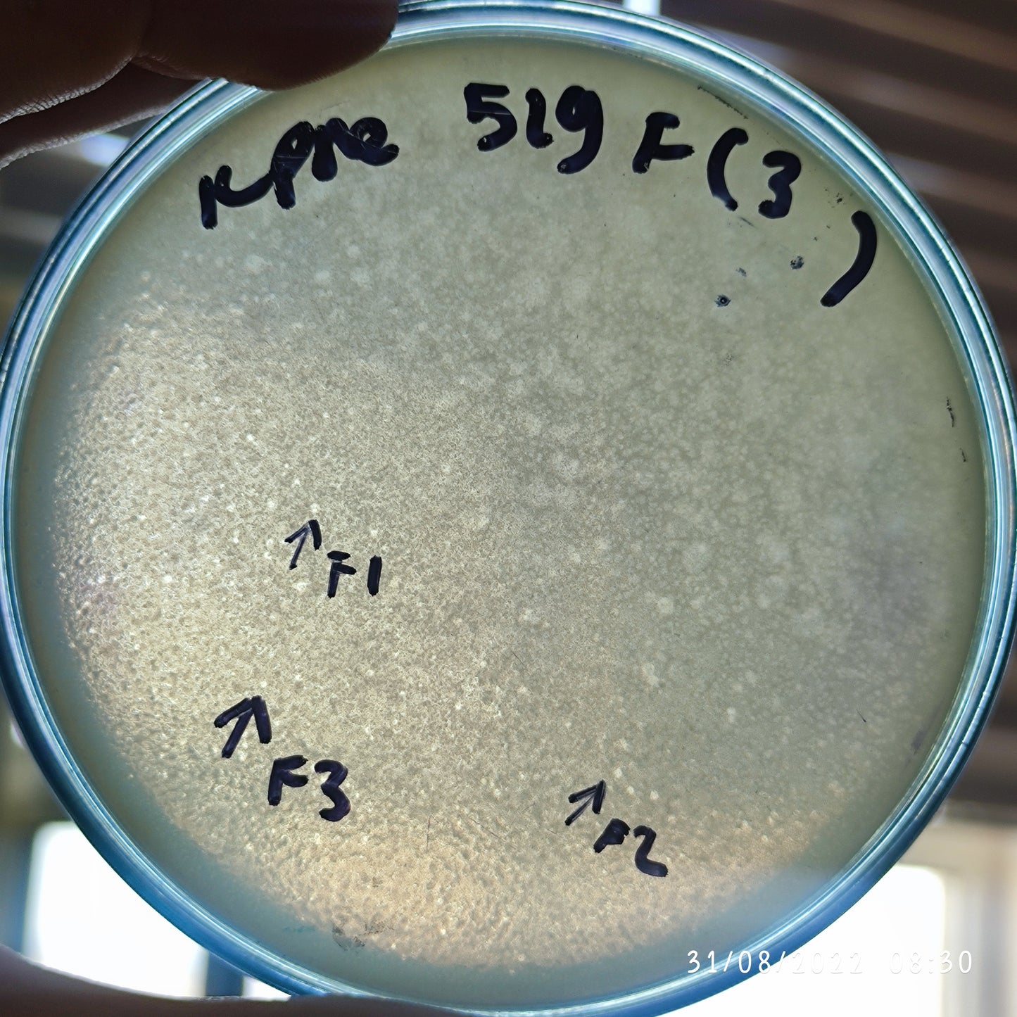 Klebsiella pneumoniae bacteriophage 180519F