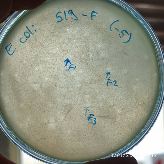 Escherichia coli bacteriophage 100519F