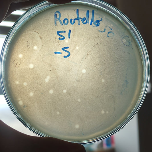 Raoultella planticola bacteriophage 200051D