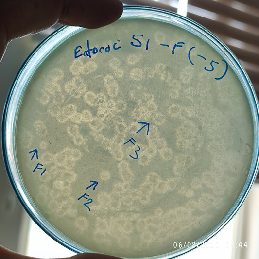 Enterococcus faecium bacteriophage 110051F