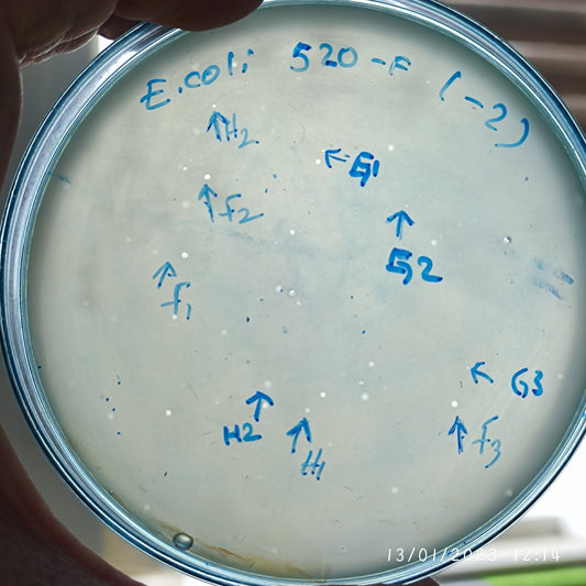 Escherichia coli bacteriophage 100520F