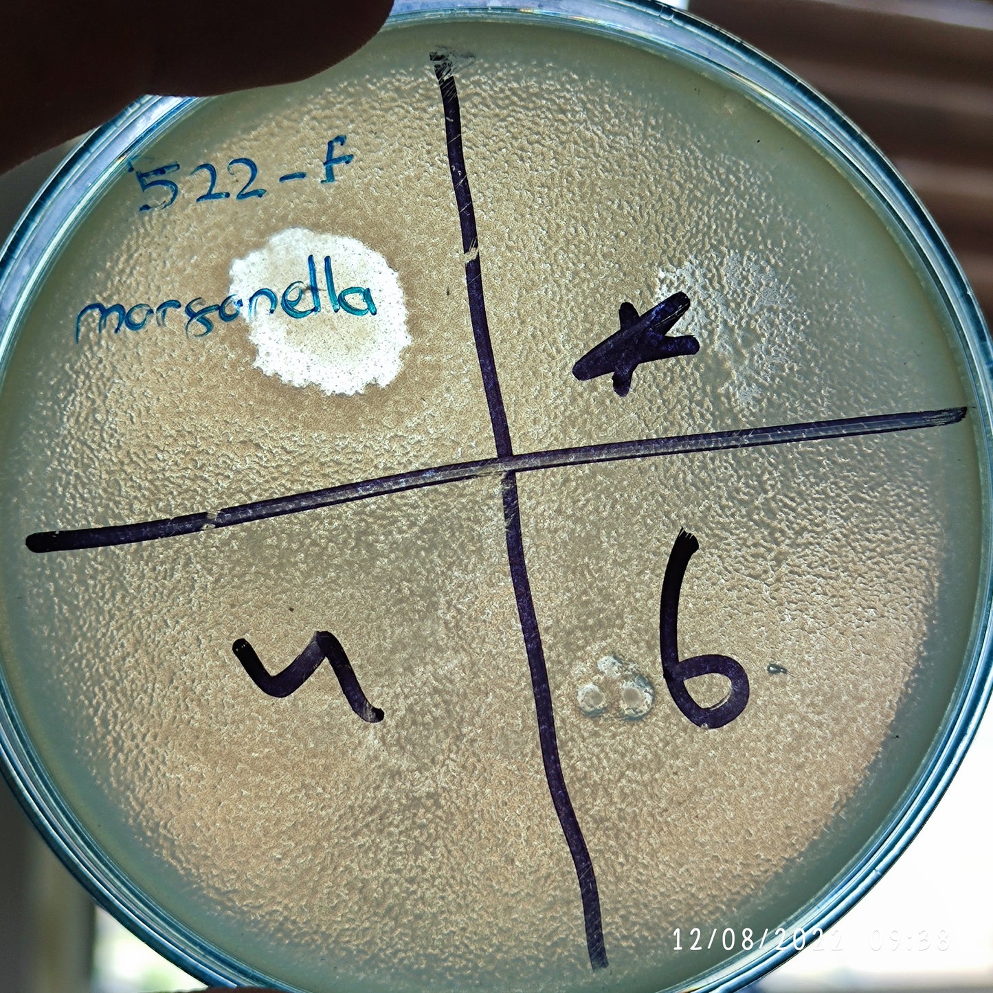 Moraxella bacteriophage 200522F