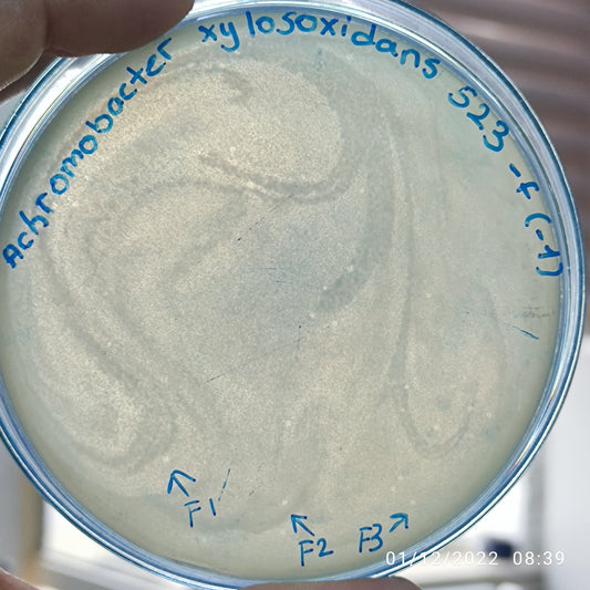 Achromobacter xylosoxidans bacteriophage 200523F