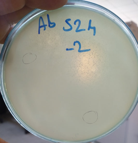 Acinetobacter baumannii bacteriophage 120524A