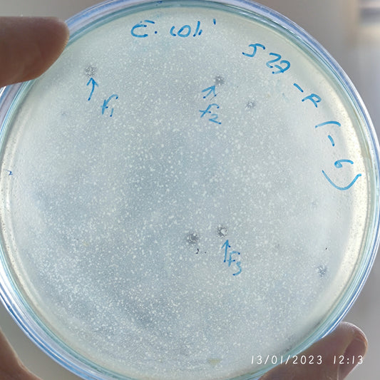 Escherichia coli bacteriophage 100527F