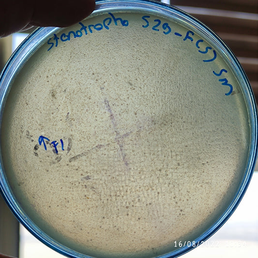 Stenotrophomonas maltophilia bacteriophage 200529F