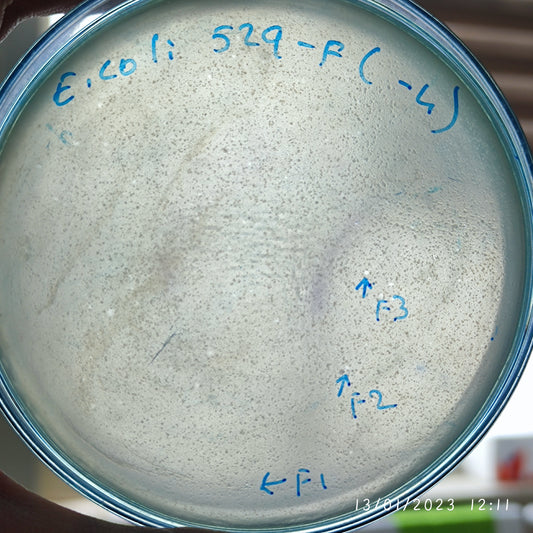 Escherichia coli bacteriophage 100529F