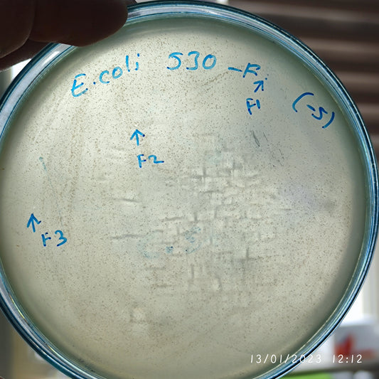 Escherichia coli bacteriophage 100530F