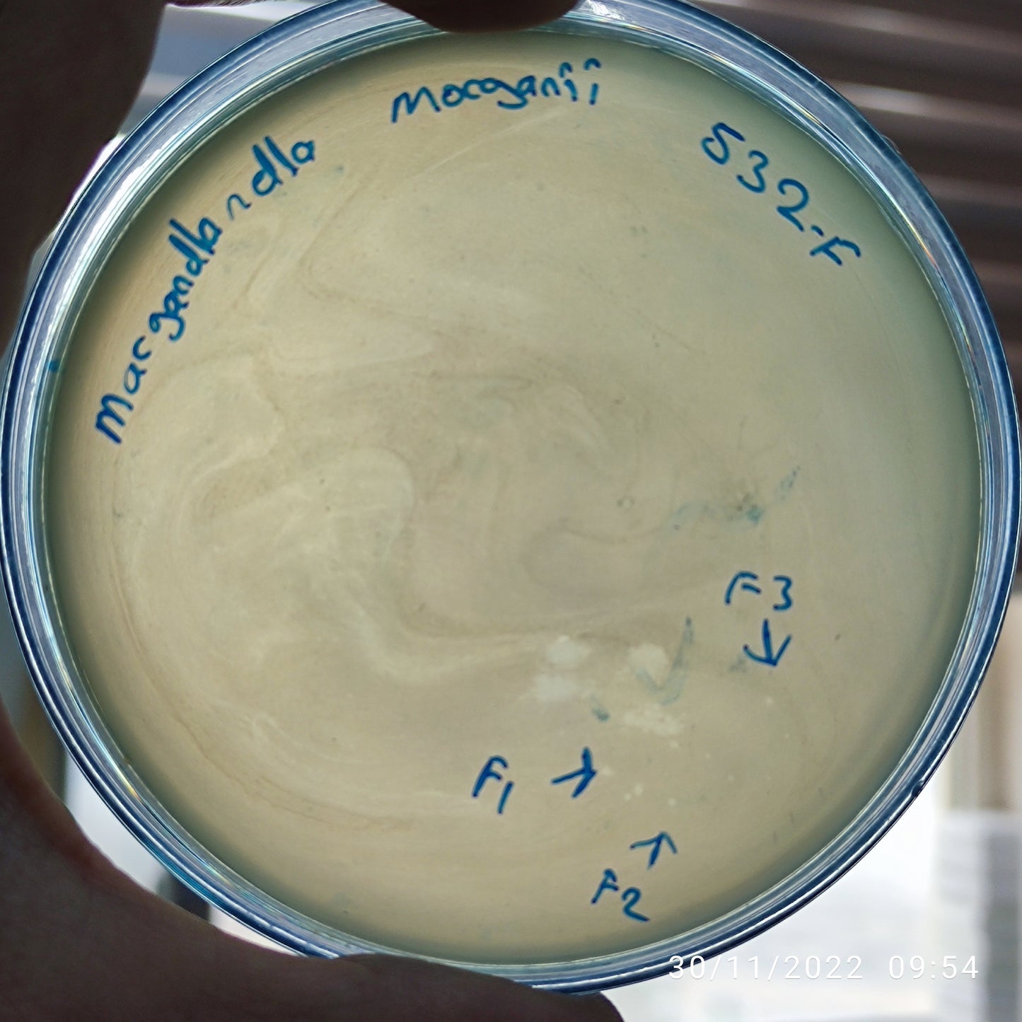 Morganella morganii bacteriophage 200532F