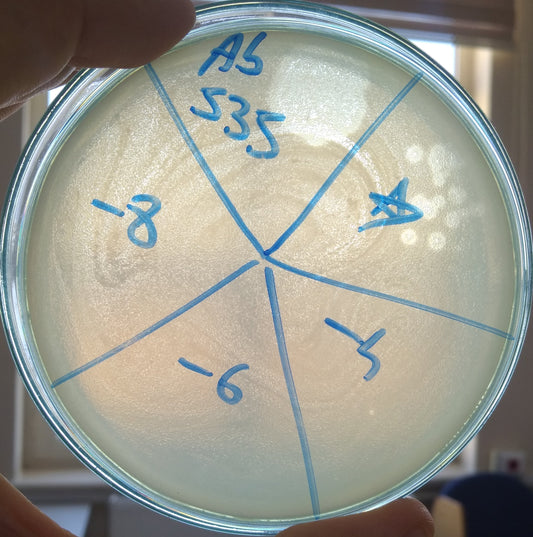 Acinetobacter baumannii bacteriophage 120535A