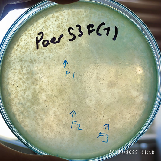 Pseudomonas aeruginosa bacteriophage 130053F