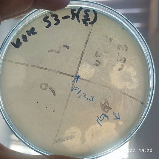Klebsiella pneumoniae bacteriophage 180053F