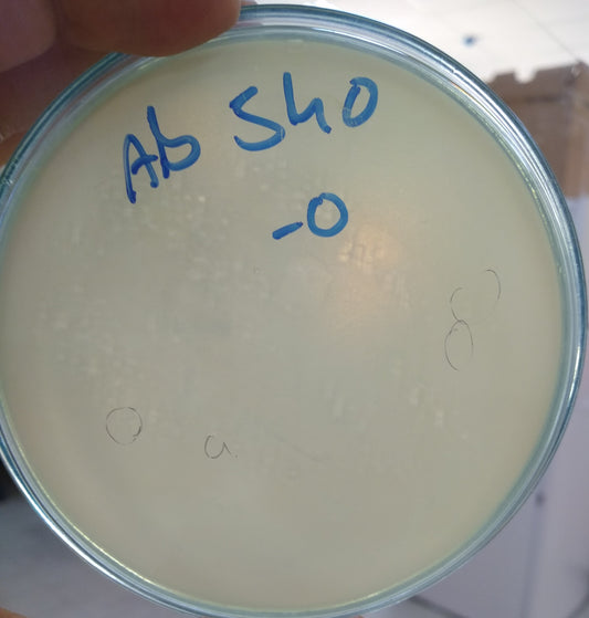 Acinetobacter baumannii bacteriophage 120540A