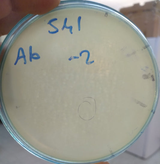 Acinetobacter baumannii bacteriophage 120541A