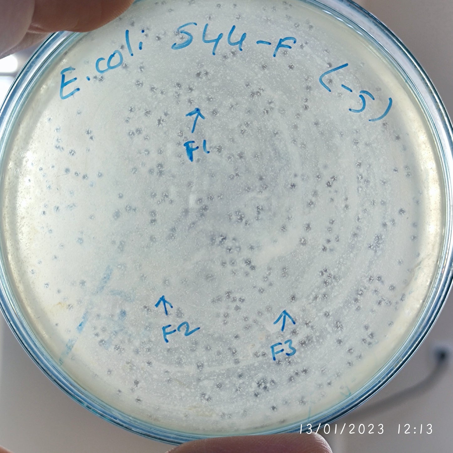 Escherichia coli bacteriophage 100544F