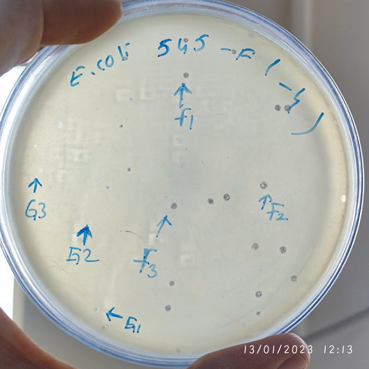 Escherichia coli bacteriophage 100545F