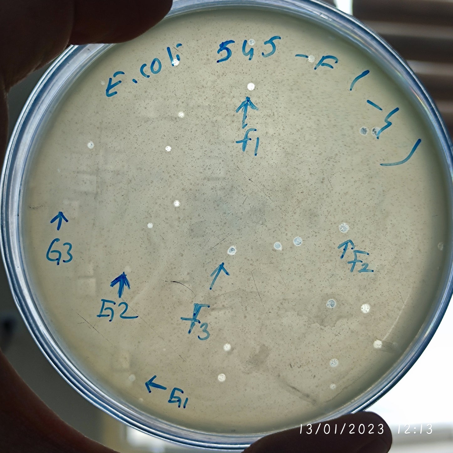 Escherichia coli bacteriophage 100545G