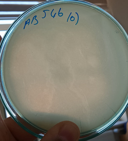 Acinetobacter baumannii bacteriophage 120546A