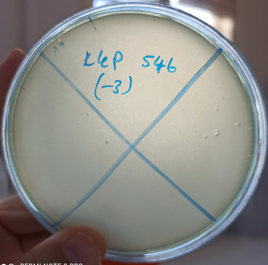 Klebsiella pneumoniae bacteriophage 180546A