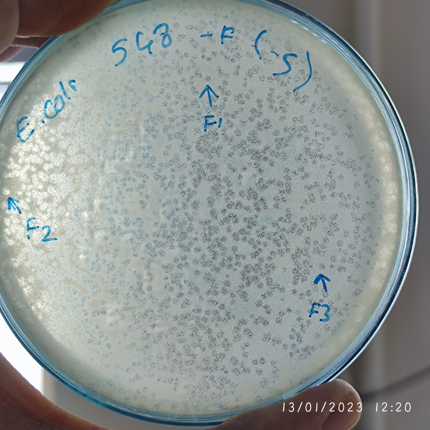 Escherichia coli bacteriophage 100548F