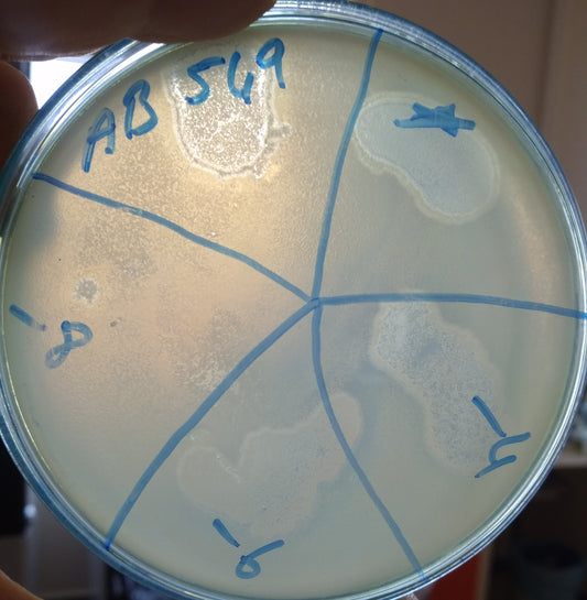 Acinetobacter baumannii bacteriophage 120549A