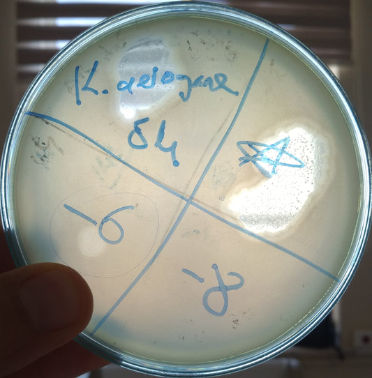 Klebsiella aerogenes bacteriophage 188054A