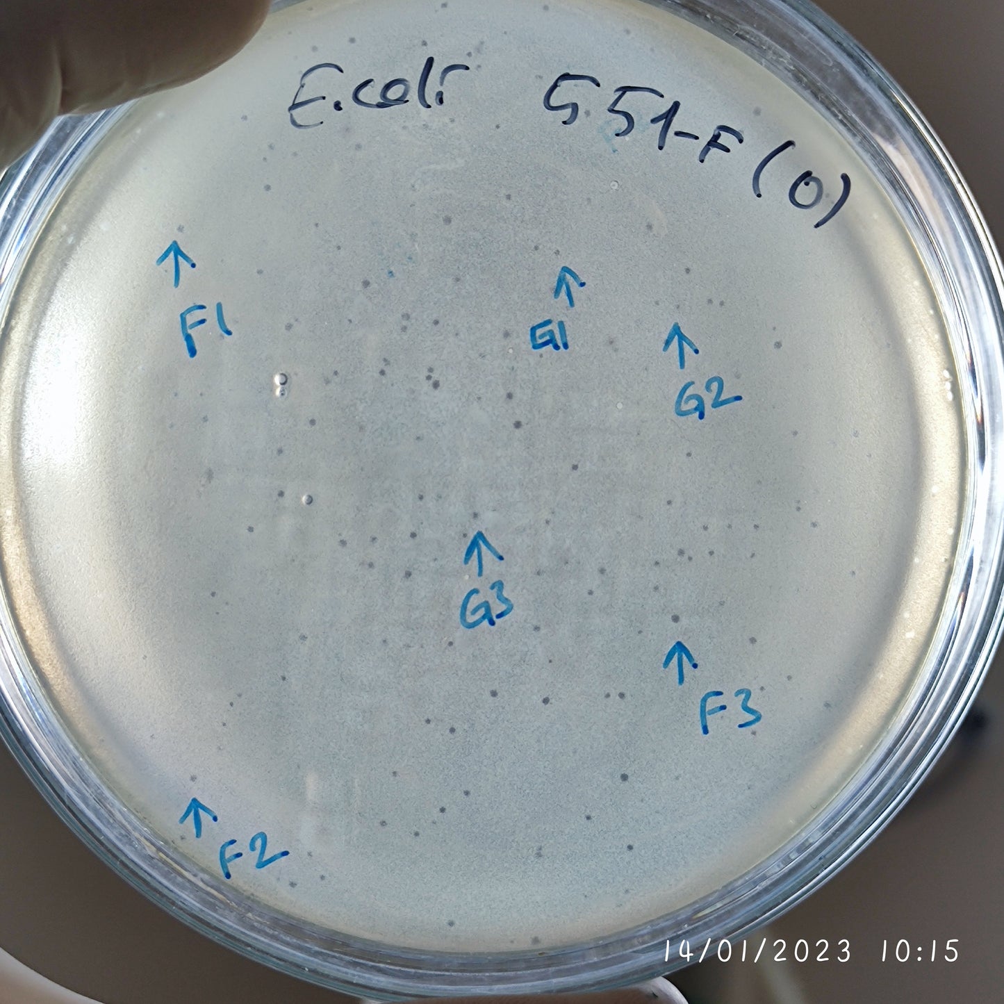 Escherichia coli bacteriophage 100551G