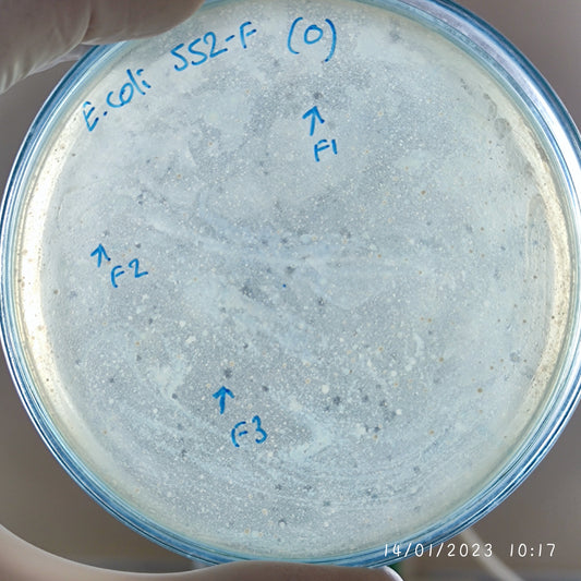 Escherichia coli bacteriophage 100552F