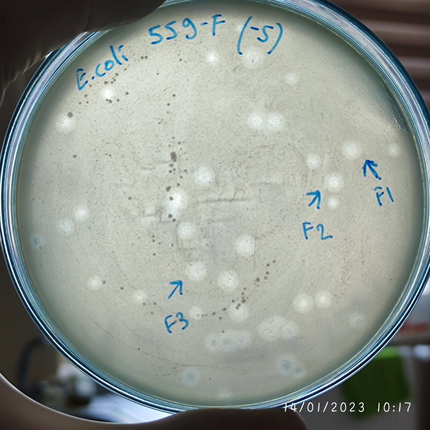 Escherichia coli bacteriophage 100559F