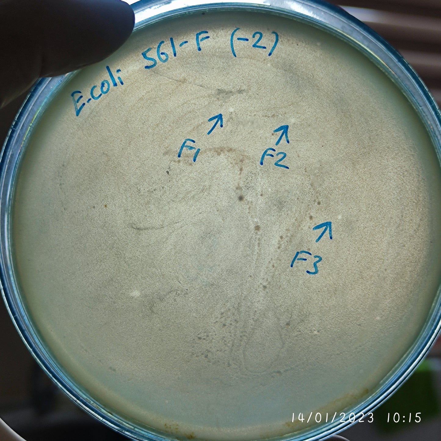 Escherichia coli bacteriophage 100561F