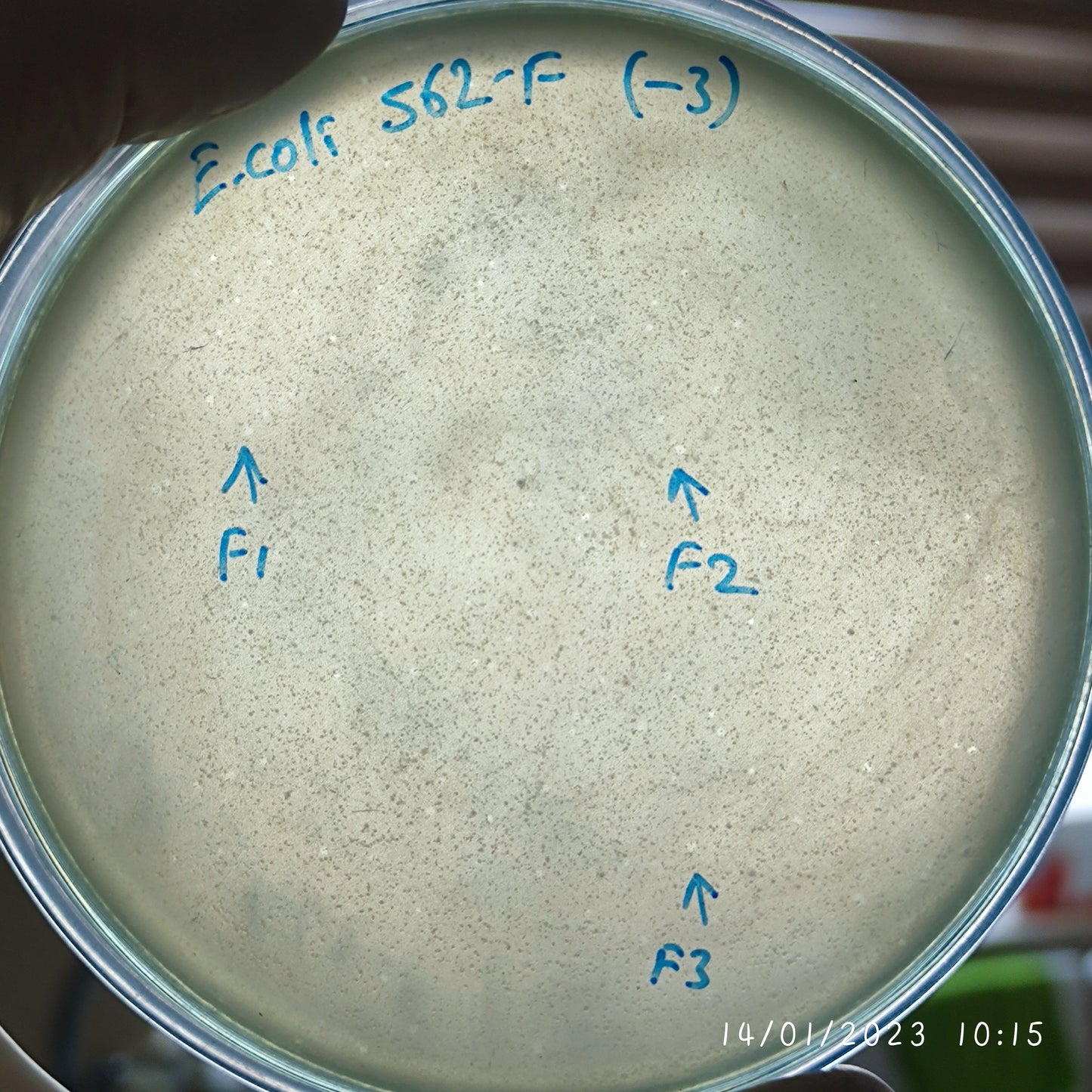 Escherichia coli bacteriophage 100562F