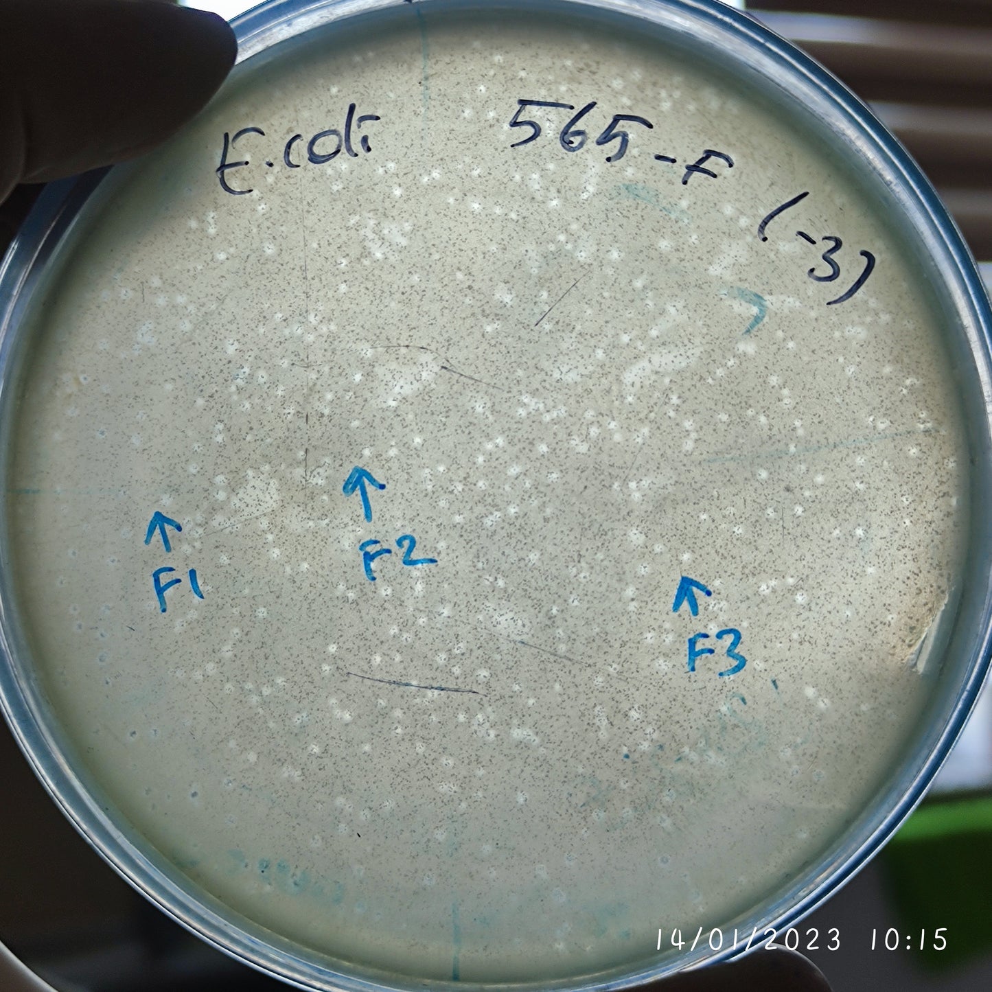 Escherichia coli bacteriophage 100565F