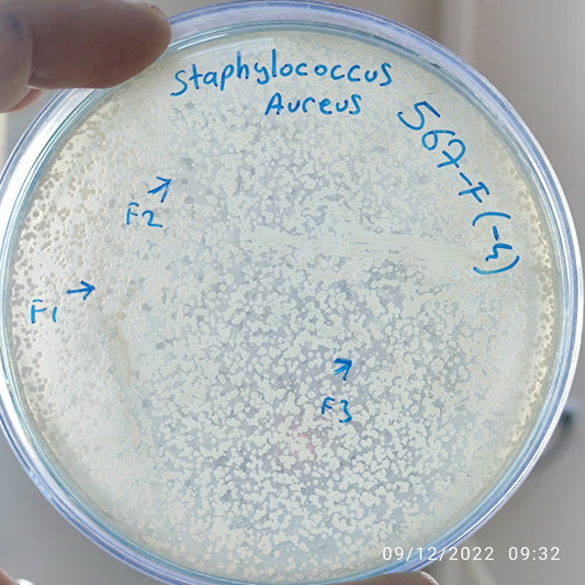 Staphylococcus aureus bacteriophage 152567F