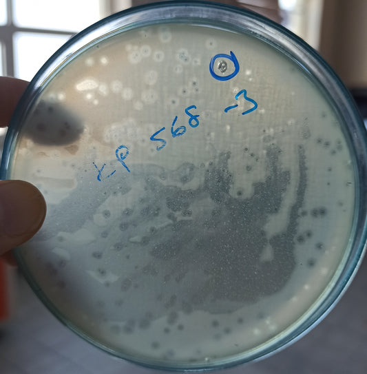 Klebsiella pneumoniae bacteriophage 180568A