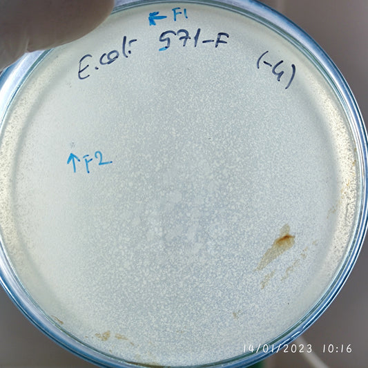 Escherichia coli bacteriophage 100571F