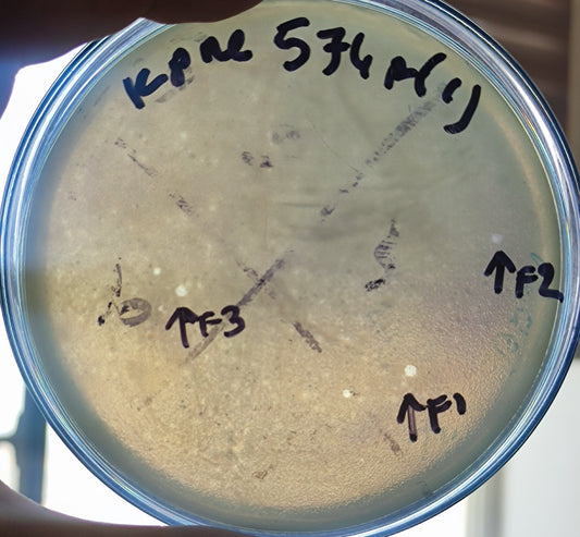 Klebsiella pneumoniae bacteriophage 180574F