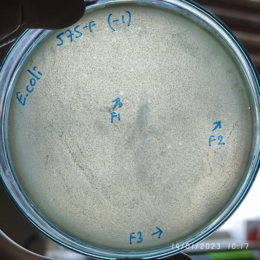 Escherichia coli bacteriophage 100575F