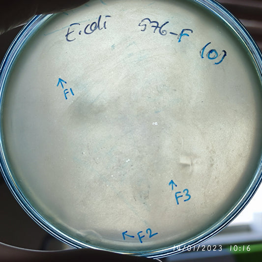 Escherichia coli bacteriophage 100576F