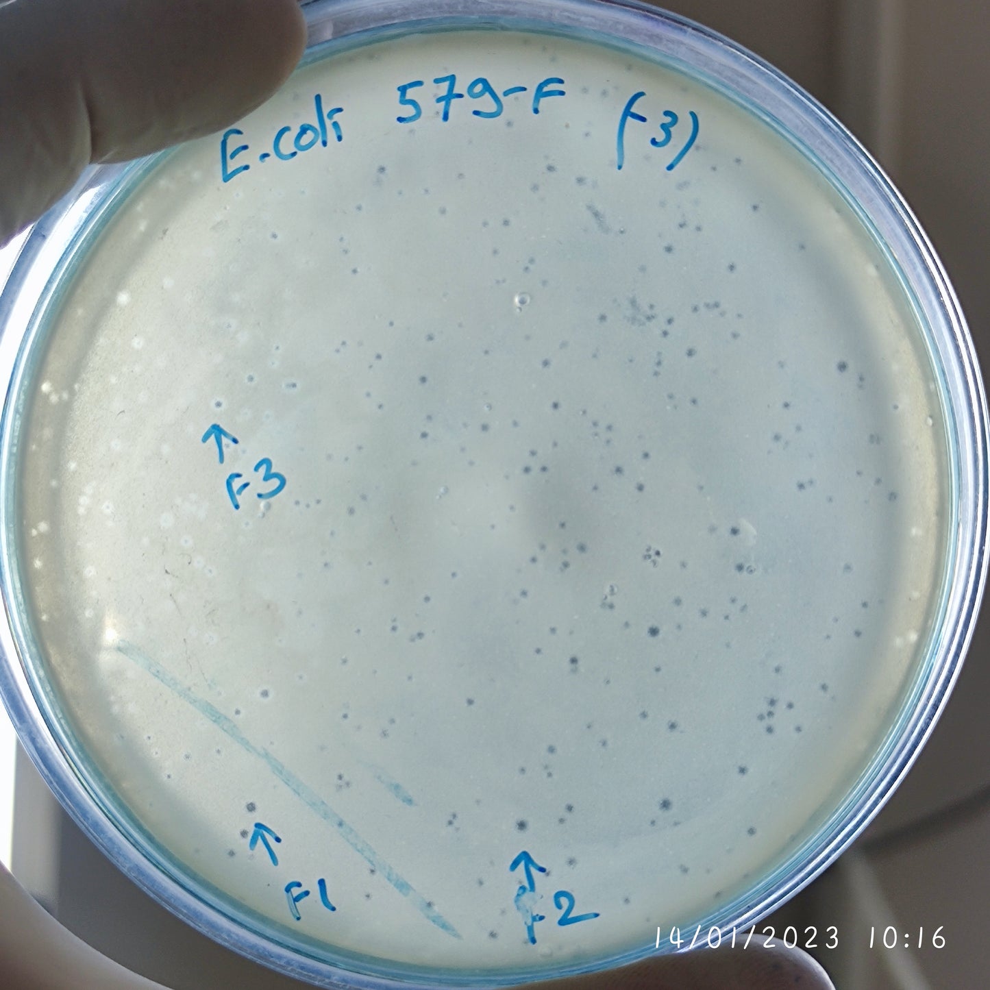 Escherichia coli bacteriophage 100579F