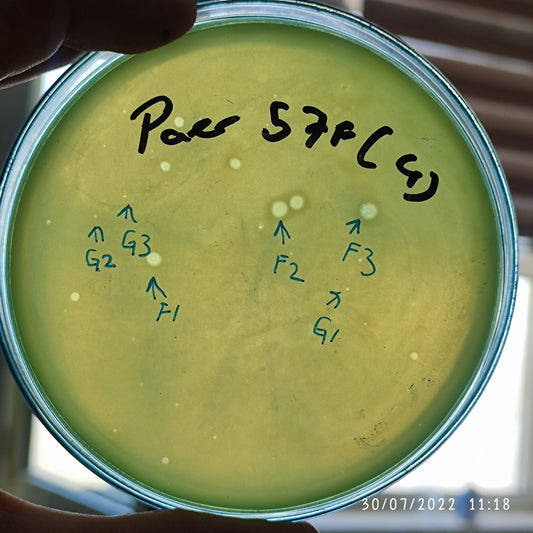 Pseudomonas aeruginosa bacteriophage 130057F