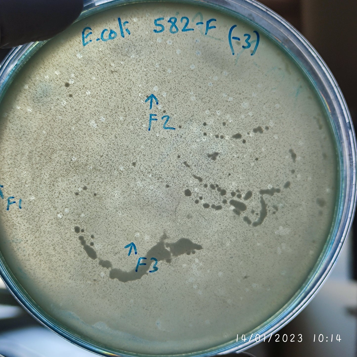 Escherichia coli bacteriophage 100582F