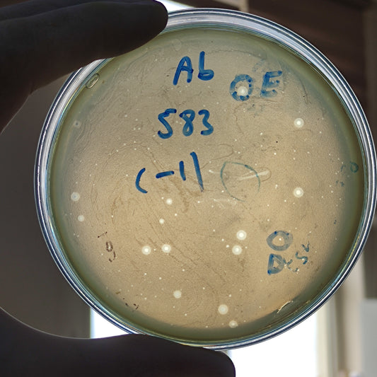 Acinetobacter baumannii bacteriophage 120583D