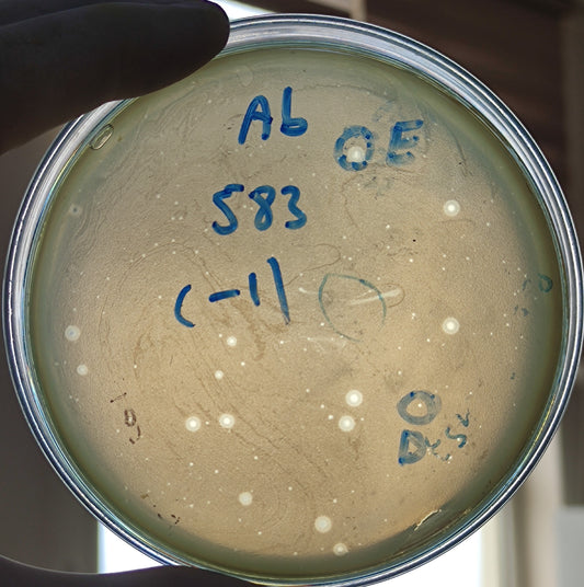 Acinetobacter baumannii bacteriophage 120583E
