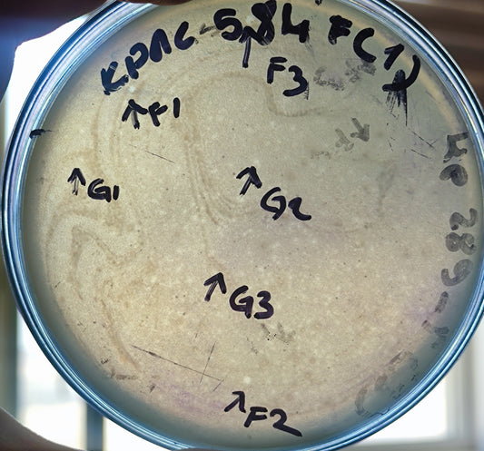 Klebsiella pneumoniae bacteriophage 180584F
