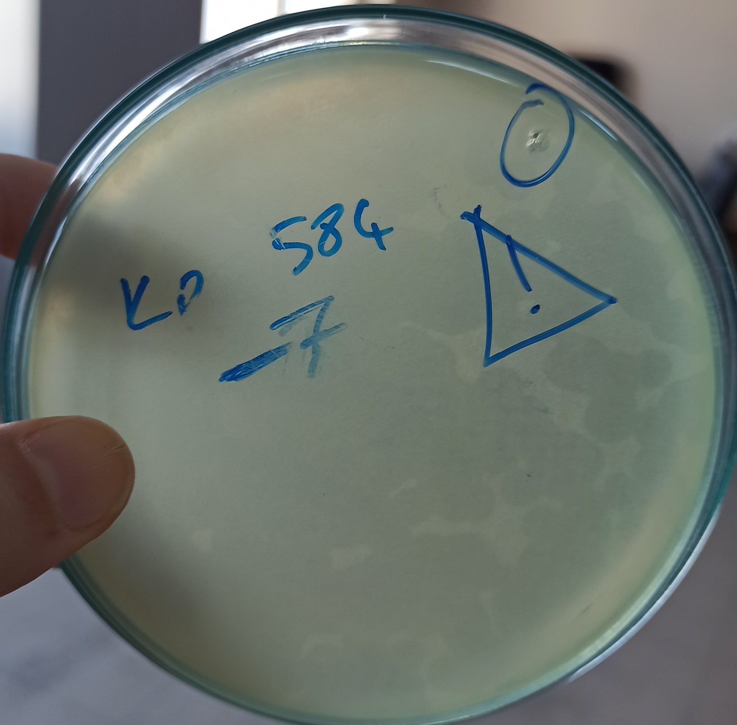 Klebsiella pneumoniae bacteriophage 180584A