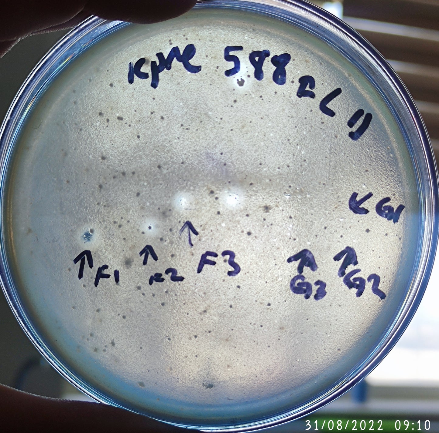 Klebsiella pneumoniae bacteriophage 180588F