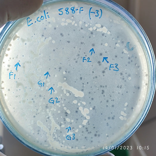 Escherichia coli bacteriophage 100588G