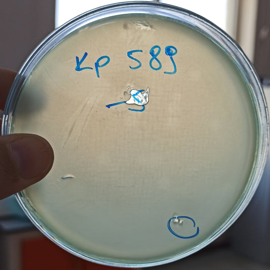 Klebsiella pneumoniae bacteriophage 180589A