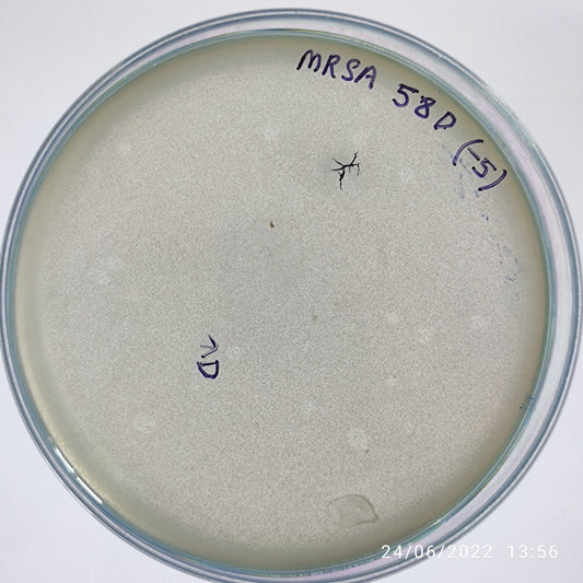 Staphylococcus aureus bacteriophage 150058D